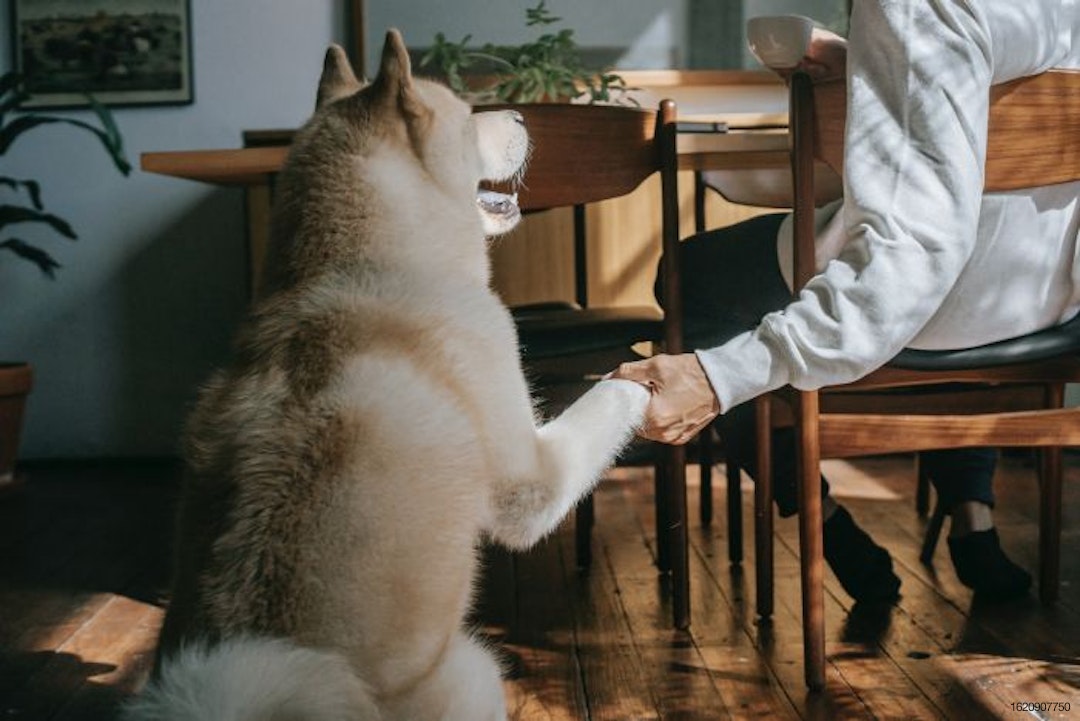 21.05.13_dog-shaking-hand-with-man.jpg