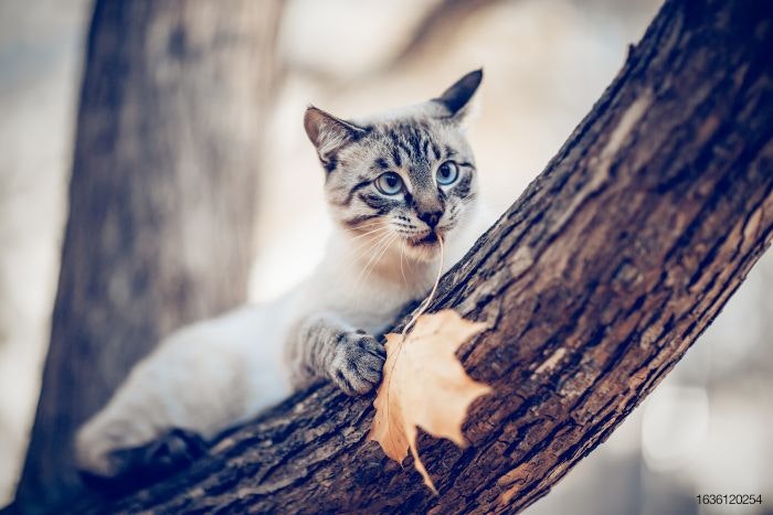 cat-in-tree-with-leaf.jpg