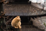 Some-cat-from-Japan.jpg