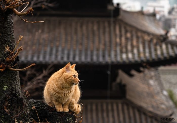 Some-cat-from-Japan.jpg