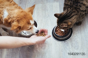 Dog-cat-eating-kibble.jpg
