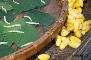 silkworms-and-cocoons.jpg