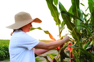 inspecting-corn-in-field.jpg