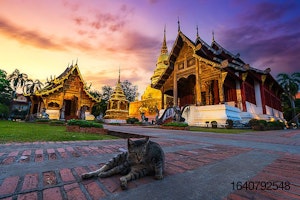 Thailand-cat-temple-Southeast-Asia.jpg