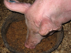 Pig-eating-AFS-risk-pet-food.jpg