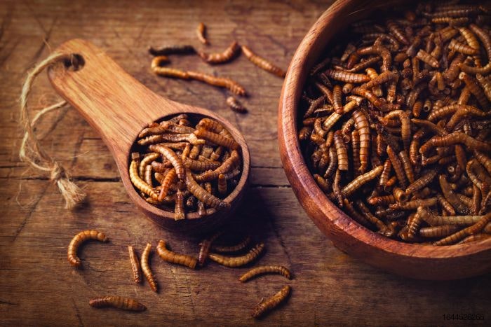 Insect-protein-mealworms.jpg