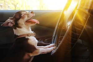 Dog-Chihuahu-driving-car-travel.jpg