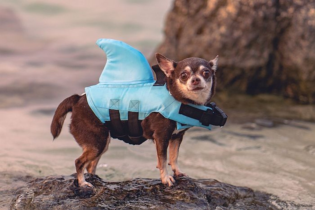 chihuahua-dog-shark-costume.jpg