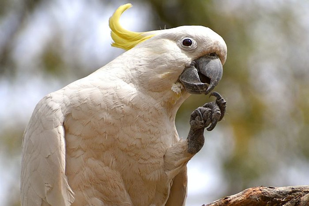 cockatoo-exotic-bird-parrot-food-bird-feed.jpg