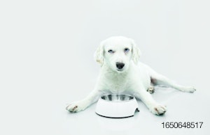 Dog-with-empty-food-bowl.jpg