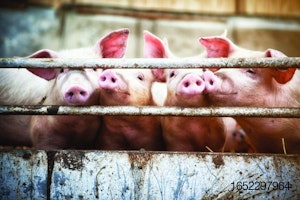 pigs-on-commercial-farm.jpg