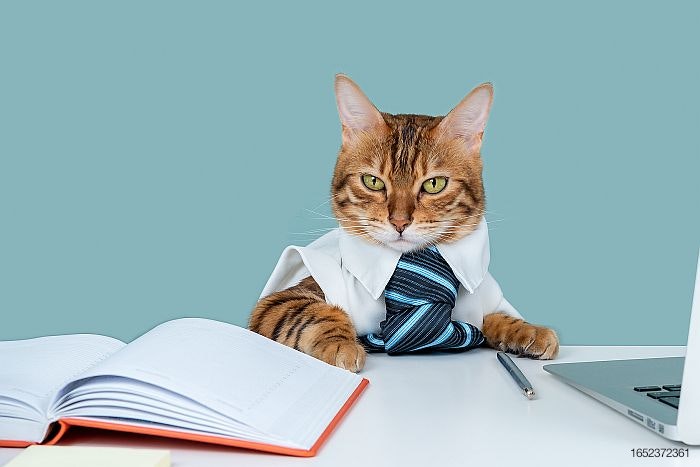 business-cat-tie-computer-serious-angry.jpg