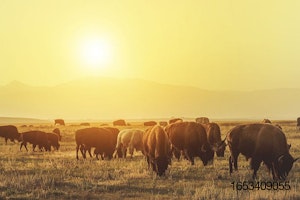bison sunset novel protein.jpg