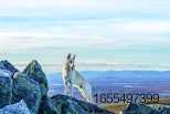 Dog-climbing-mountain.jpg