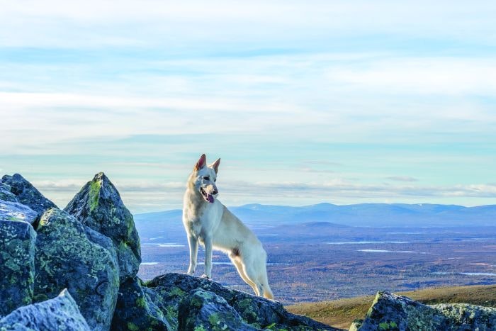 Dog-climbing-mountain.jpg