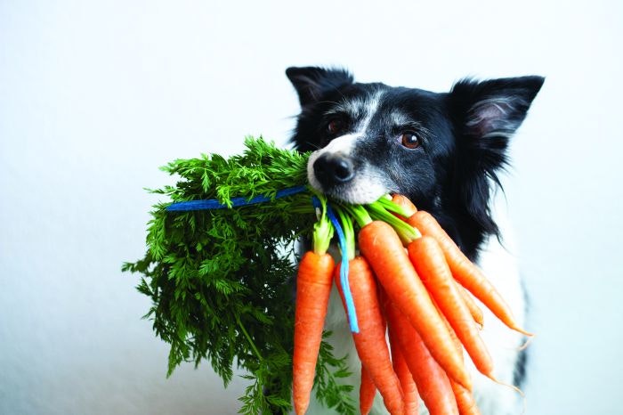 It IS possible to produce balanced vegetarian/vegan dog diets