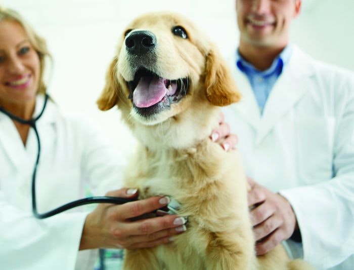 Kibble affects dog antioxidant levels, regardless of recipe
