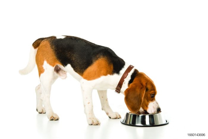 beagle-eating.jpg