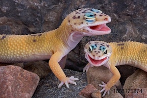 leopard-gecko-lizard-reptile.jpg