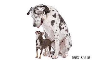 Great-Dane-Harlequin-chihuahua-dogs-big-small.jpg