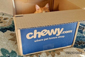 Cat-in-Chewy-box-pet-food-etailing.jpg