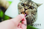 cat-owner-feeding-cat.jpg