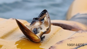 mussel-Chile.jpg