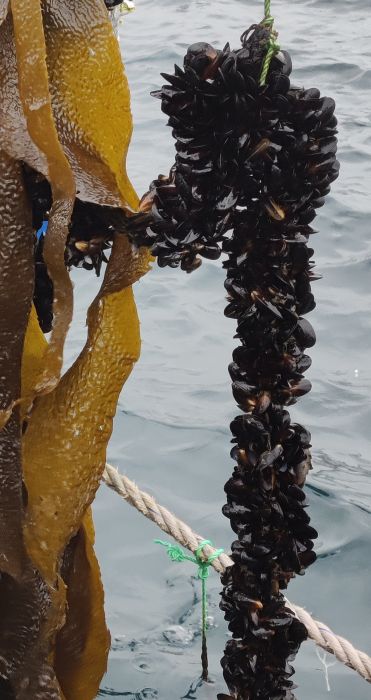 mussels on a rope Chile.jpg
