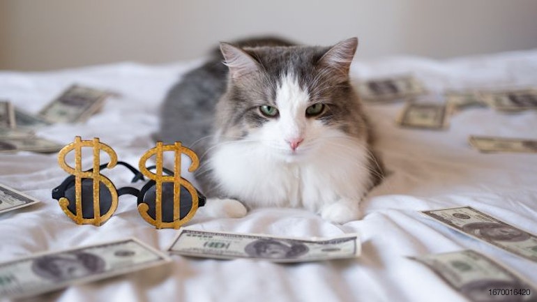 Cat-money-bed.jpg