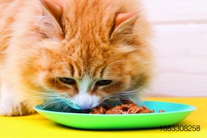 cat-eating-wet-food.jpg
