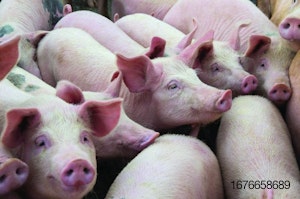 Pigs-on-farm.jpg