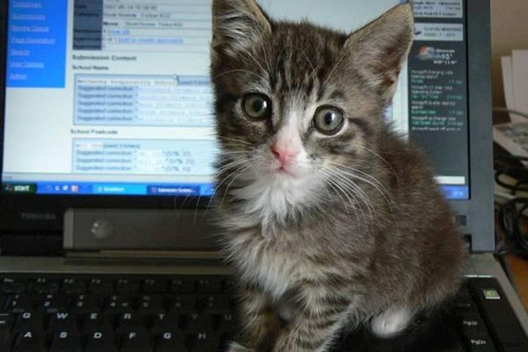 cat on computer