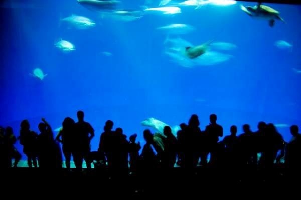 fish tank monterey bay aquarium