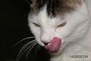 cat licking lips tongue