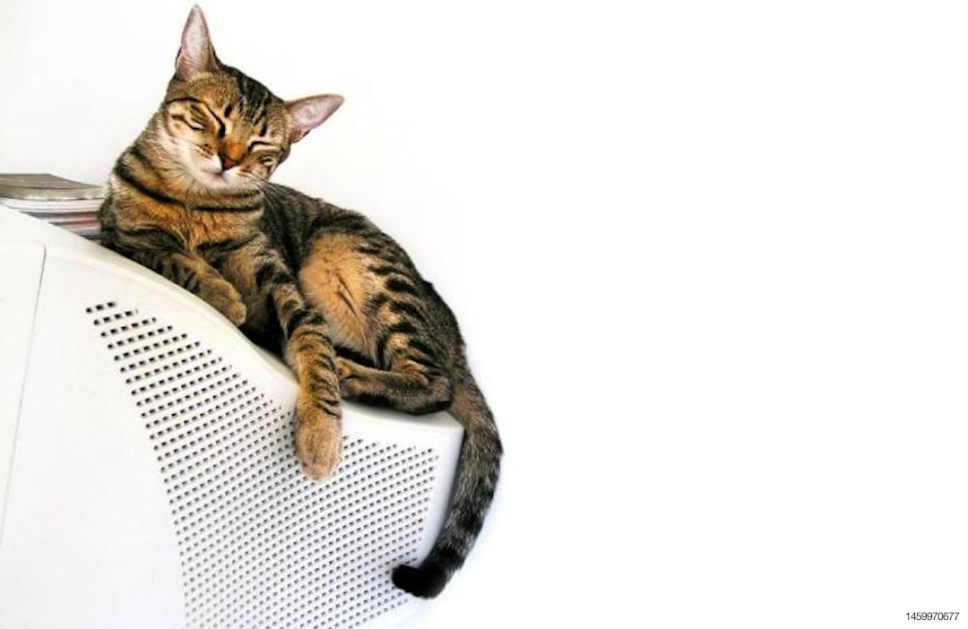 tabby-cat-on-computer.jpg