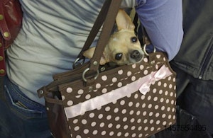 dog-in-purse.jpg