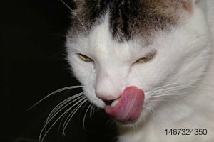 Cat licking its chops