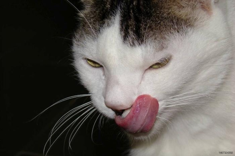Cat licking its chops