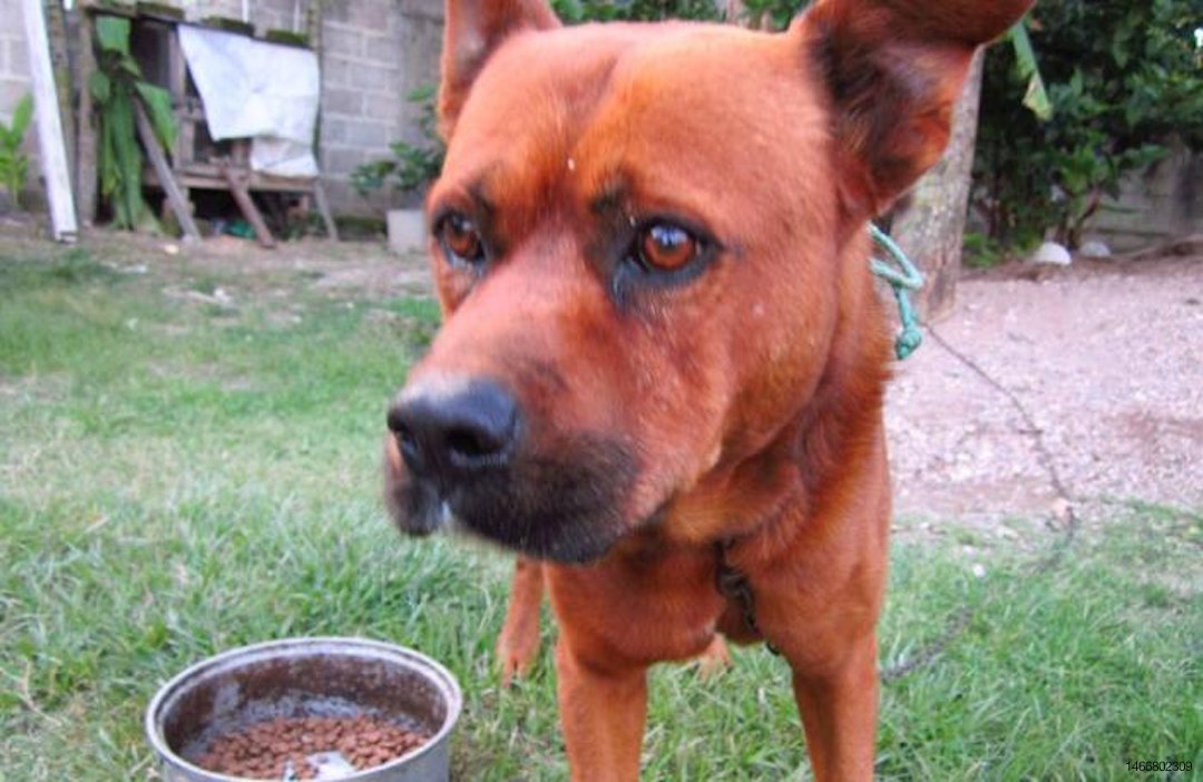 Honduran-Dog