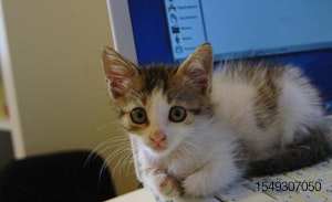 Kitten on computer