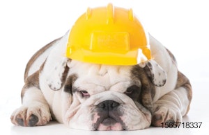 bulldog-with-safety-hat