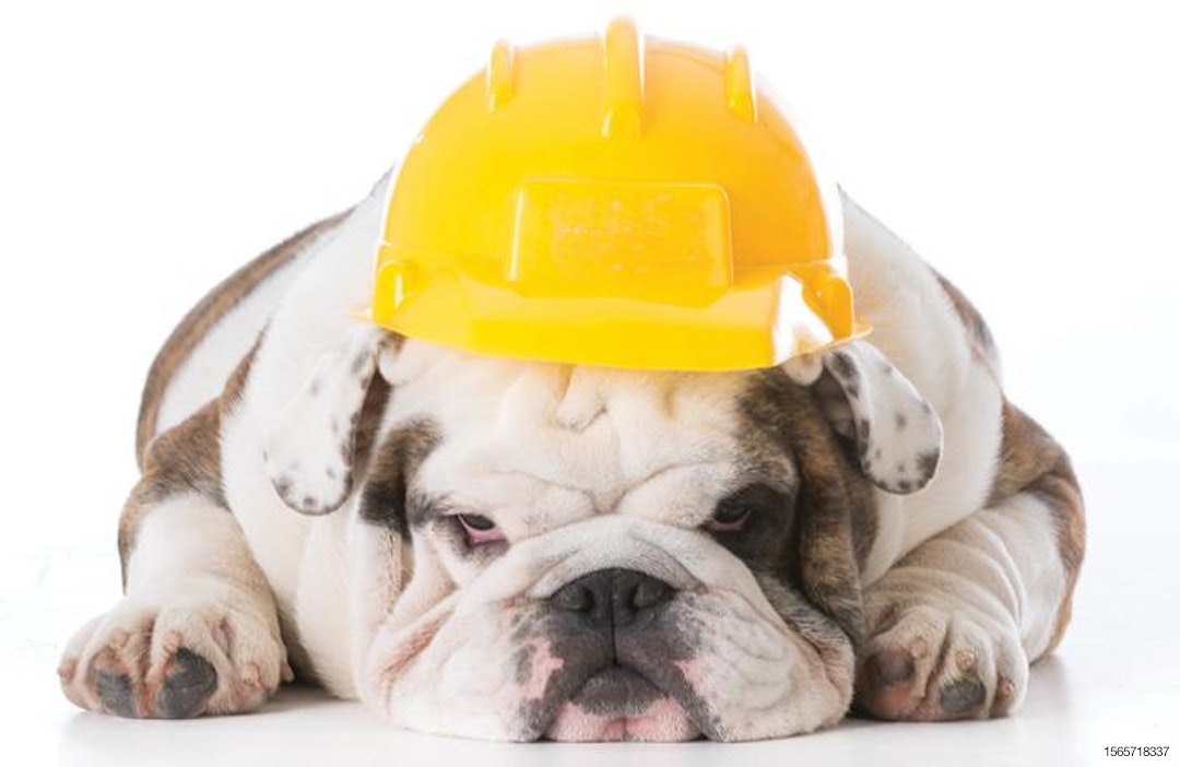 bulldog-with-safety-hat
