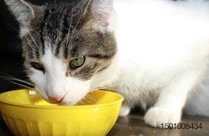 cat-bowl