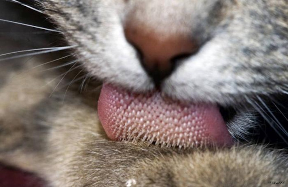 cat-tongue