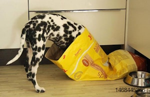 Dog-in-Bag