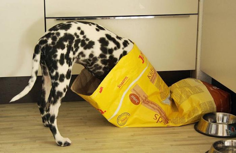 Dog-in-Bag