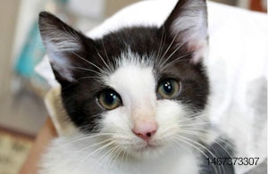 Black-white-kitten