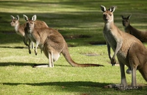 kangaroo-herd