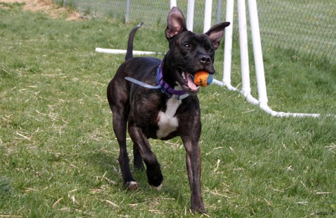dog-running-with-ball-in-mouth