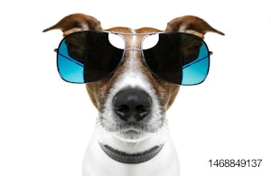 dog-with-big-sunglasses